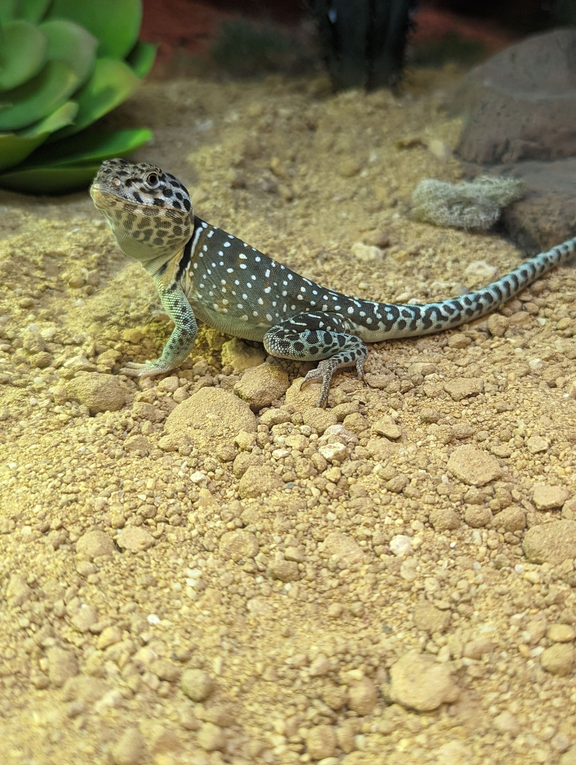 Eastern Collared Lizard